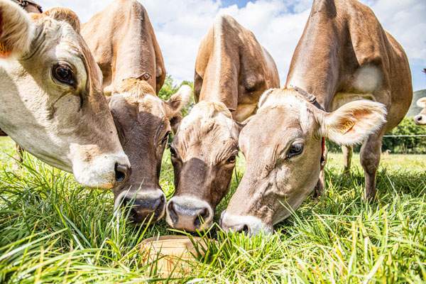 Fromage de Lozère Le Fondant par le groupement des éleveurs - GIE Saveur  Lozère